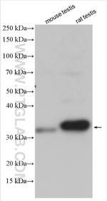 TFEC Antibody in Western Blot (WB)