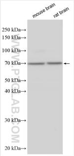 GPR161 Antibody in Western Blot (WB)