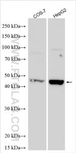 Renin Antibody in Western Blot (WB)