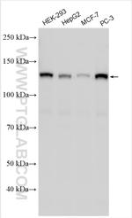 HDAC5 Antibody in Western Blot (WB)