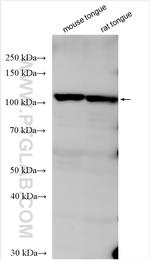 TAS1R2 Antibody in Western Blot (WB)