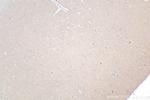 ABR Antibody in Immunohistochemistry (Paraffin) (IHC (P))