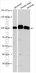 ABR Antibody in Western Blot (WB)