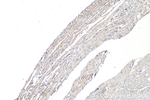 NPPC Antibody in Immunohistochemistry (Paraffin) (IHC (P))