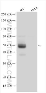 CD134/OX40 Antibody in Western Blot (WB)