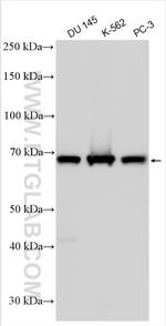 C19orf72 Antibody in Western Blot (WB)
