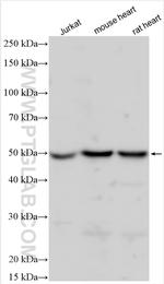 PPP2R5A Antibody in Western Blot (WB)