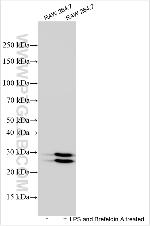 FAM83G Antibody in Western Blot (WB)