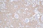 SLC6A19 Antibody in Immunohistochemistry (Paraffin) (IHC (P))