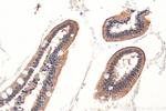 SLC6A19 Antibody in Immunohistochemistry (Paraffin) (IHC (P))