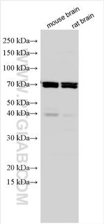 IDS Antibody in Western Blot (WB)