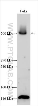VPS13D Antibody in Western Blot (WB)