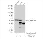 CEBPA Antibody in Immunoprecipitation (IP)