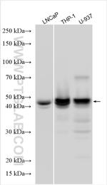CEBPA Antibody in Western Blot (WB)