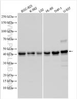 CEBPA Antibody in Western Blot (WB)