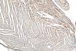 LMO7 Antibody in Immunohistochemistry (Paraffin) (IHC (P))