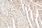 LMO7 Antibody in Immunohistochemistry (Paraffin) (IHC (P))