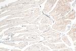 LMO7 Antibody in Immunohistochemistry (Paraffin) (IHC (P))