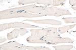 LMO7 Antibody in Immunohistochemistry (Paraffin) (IHC (P))