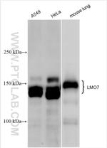 LMO7 Antibody in Western Blot (WB)