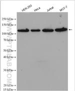 ZHX3 Antibody in Western Blot (WB)