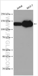 ZHX3 Antibody in Western Blot (WB)