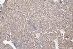 LEMD2 Antibody in Immunohistochemistry (Paraffin) (IHC (P))