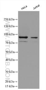 FAM111B Antibody in Western Blot (WB)