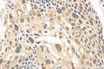 UBQLN4 Antibody in Immunohistochemistry (Paraffin) (IHC (P))