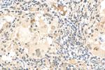 UBQLN4 Antibody in Immunohistochemistry (Paraffin) (IHC (P))