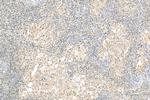 UBQLN4 Antibody in Immunohistochemistry (Paraffin) (IHC (P))