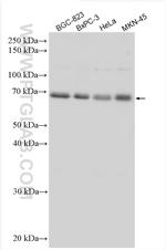 UBQLN4 Antibody in Western Blot (WB)