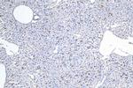 F4/80 Antibody in Immunohistochemistry (Paraffin) (IHC (P))