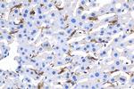 F4/80 Antibody in Immunohistochemistry (Paraffin) (IHC (P))