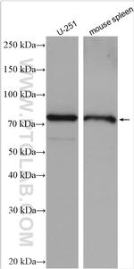 NHLRC2 Antibody in Western Blot (WB)
