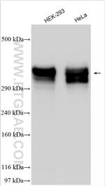 SEC16A Antibody in Western Blot (WB)