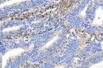 Fibrillin 1 Antibody in Immunohistochemistry (Paraffin) (IHC (P))