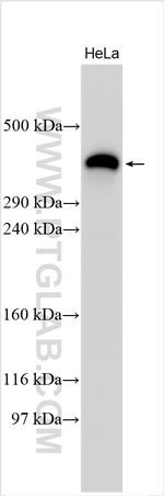 Fibrillin 1 Antibody in Western Blot (WB)