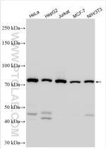 PSIP1 Antibody in Western Blot (WB)