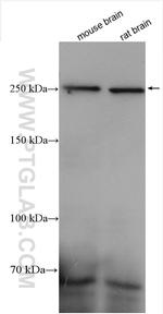 PLXNB1 Antibody in Western Blot (WB)