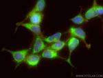 ATG16L1 Antibody in Immunocytochemistry (ICC/IF)