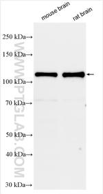 DLG2 Antibody in Western Blot (WB)