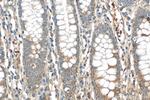 ERAL1 Antibody in Immunohistochemistry (Paraffin) (IHC (P))