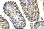 HHIP Antibody in Immunohistochemistry (Paraffin) (IHC (P))
