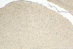 HHIP Antibody in Immunohistochemistry (Paraffin) (IHC (P))