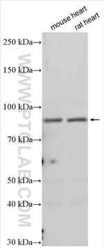 HHIP Antibody in Western Blot (WB)