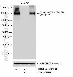 VGLUT1 Antibody in Western Blot (WB)