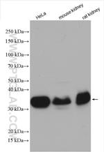 FOLR1 Antibody in Western Blot (WB)