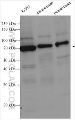 WEE1 Antibody in Western Blot (WB)