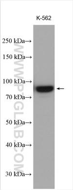PLOD1 Antibody in Western Blot (WB)
